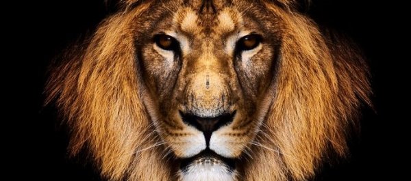 5 Alpha Male Traits That Will Bring Back Manliness