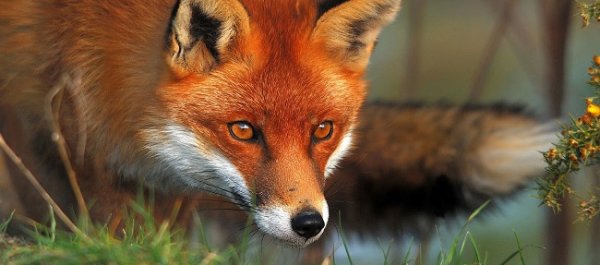 Are You a Fox or a Hedgehog?