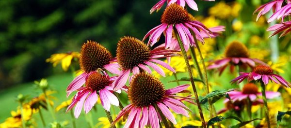 How to Boost Your Immune System and Beat Sickness Bugs