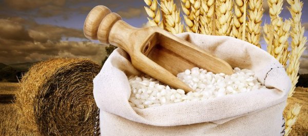 Why a Gluten-Free Diet Is Unnecessary and Even Unhealthy